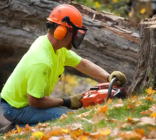 tree services Weedsport